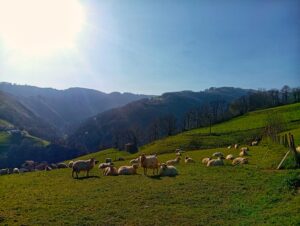 el sol viene a calentar una mañana de febrero, mientras las ovejas terminan de pergeñar el plan de evasion